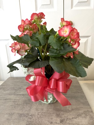 Begonia from Aladdin's Floral in Idaho Falls
